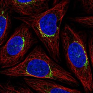 Anti-PPP1R15B antibody produced in rabbit 