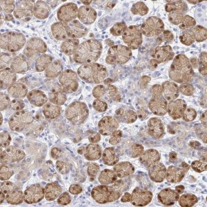 Anti-PPP1R1B antibody produced in rabbit 