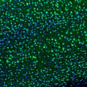 Anti-PPP1R1B antibody produced in rabbit HPA048630-100UL
