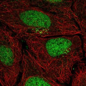 Anti-PPP1R1C antibody produced in rabbit 