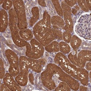 Anti-PPP2CA antibody produced in rabbit 