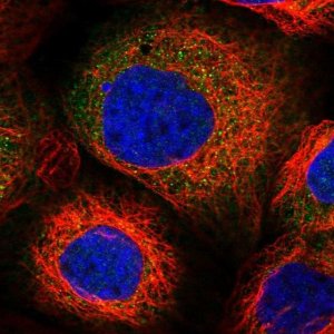 Anti-PPP2R2B antibody produced in rabbit 