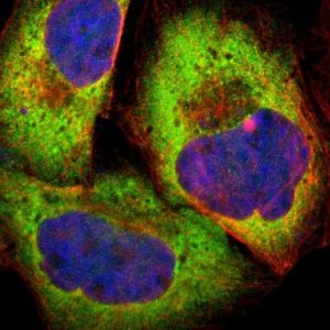 Anti-PPP2R5E antibody produced in rabbit 