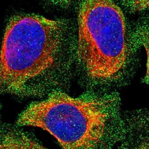 Anti-PPP3CC antibody produced in rabbit 