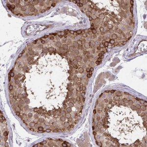 Anti-PPP5C antibody produced in rabbit 