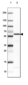 Anti-PPP5C antibody produced in rabbit 