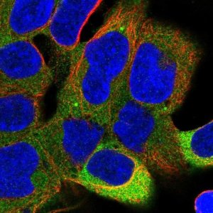 Anti-PPP6R1 antibody produced in rabbit 