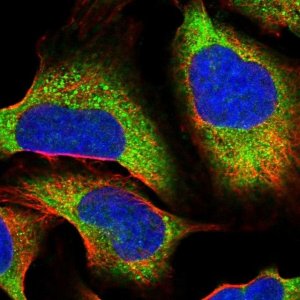 Anti-PPP6R2 antibody produced in rabbit 