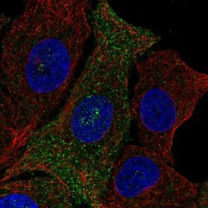 Anti-PQLC3 antibody produced in rabbit 