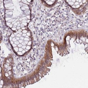 Anti-PRAC1 antibody produced in rabbit 