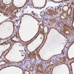 Anti-PRAG1 antibody produced in rabbit 