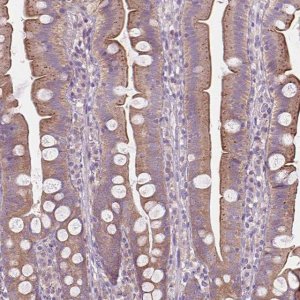 Anti-PRAG1 antibody produced in rabbit 