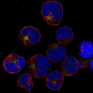 Anti-PRAM1 antibody produced in rabbit 