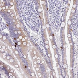 Anti-PRAP1 antibody produced in rabbit 