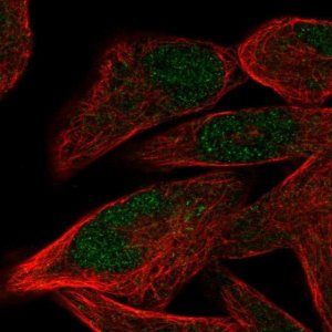 Anti-PRDM12 antibody produced in rabbit 