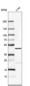 Anti-PRDM12 antibody produced in rabbit 