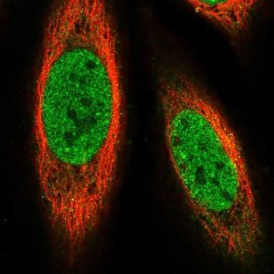 Anti-PRDM14 antibody produced in rabbit 