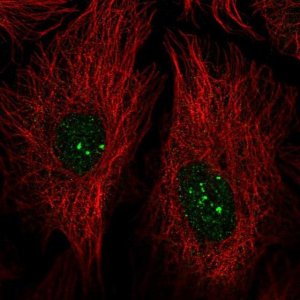 Anti-PRDM15 antibody produced in rabbit 