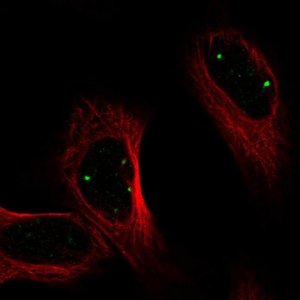 Anti-PRDM15 antibody produced in rabbit 