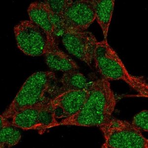 Anti-PRDM16 antibody produced in rabbit 