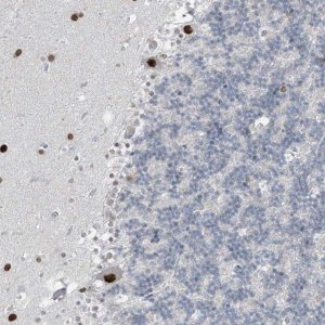 Anti-PRDM6 antibody produced in rabbit 