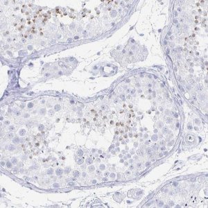 Anti-PRDM7 antibody produced in rabbit 