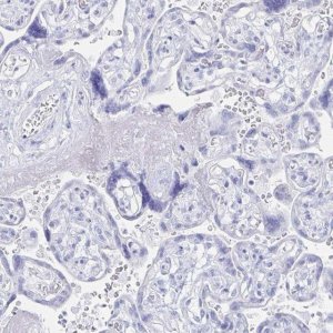 Anti-PRDM7 antibody produced in rabbit 