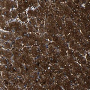 Anti-PREB antibody produced in rabbit 