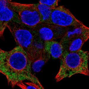 Anti-PRF1 antibody produced in rabbit 
