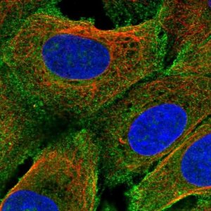 Anti-PRIMA1 antibody produced in rabbit 