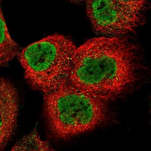 Anti-PRKAB2 antibody produced in rabbit 