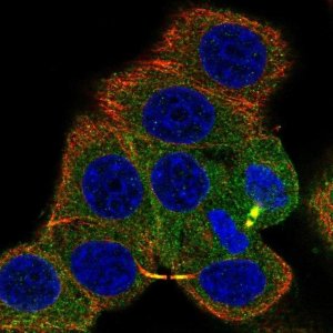 Anti-PRKACA antibody produced in rabbit HPA071185-100UL
