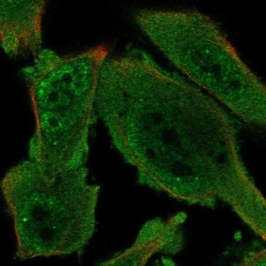 Anti-PRKAG1 antibody produced in rabbit 