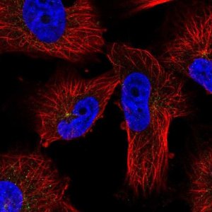Anti-PRKAR2A antibody produced in rabbit 