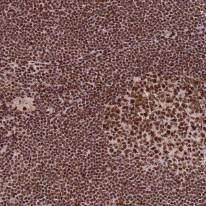Anti-PRKDC antibody produced in rabbit 