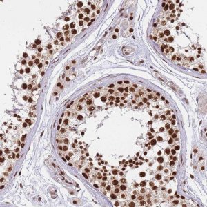 Anti-PRKDC antibody produced in rabbit 