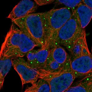 Anti-PRKG1 antibody produced in rabbit 