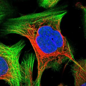 Anti-PRKRIP1 antibody produced in rabbit 