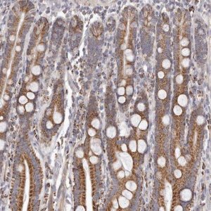 Anti-PRMT2 antibody produced in rabbit HPA029591-100UL