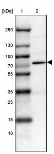 Anti-PRMT2 antibody produced in rabbit HPA029591-100UL