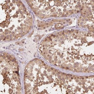 Anti-PRMT5 antibody produced in rabbit 