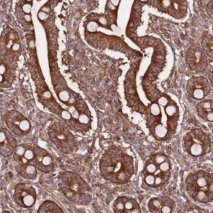 Anti-PRMT7 antibody produced in rabbit 