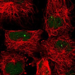 Anti-PRMT7 antibody produced in rabbit 