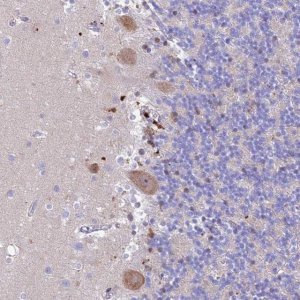 Anti-PRNP antibody produced in rabbit 