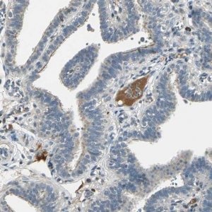 Anti-PROC antibody produced in rabbit 