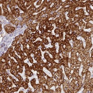 Anti-PRODH2 antibody produced in rabbit 