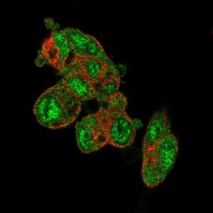 Anti-PRODH2 antibody produced in rabbit 