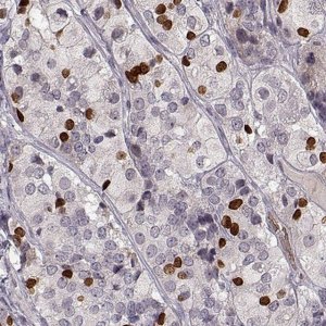 Anti-PROP1 antibody produced in rabbit 