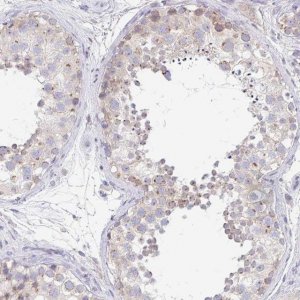 Anti-PROSER3 antibody produced in rabbit 