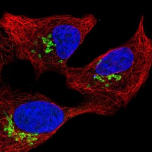 Anti-PROSER3 antibody produced in rabbit 